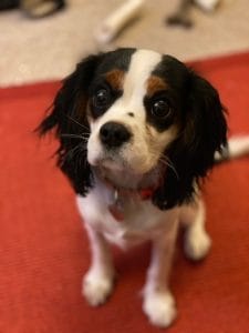 Casey the therapy dog