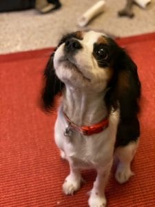 Casey the therapy dog