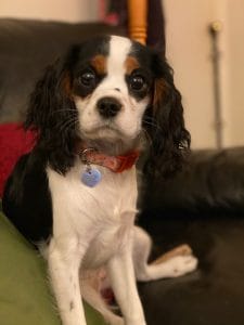 Casey the therapy dog